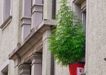 Cannabis in Deutschland: Knappe Mehrheit hält Legalisierung rückblickend für falsch