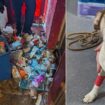 Owners kept nine pets in 'filthy and hazardous' home with faeces 'covering the walls'