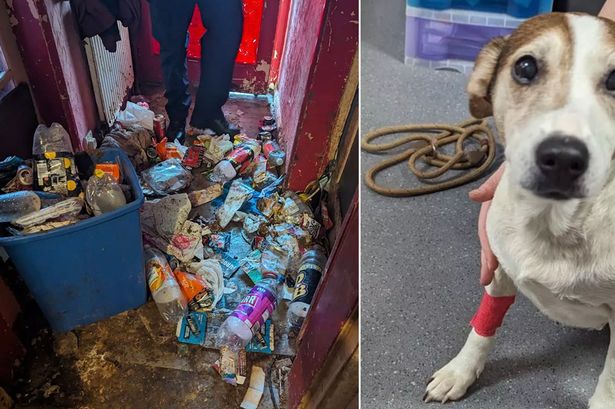 Owners kept nine pets in 'filthy and hazardous' home with faeces 'covering the walls'