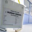 Organspende: FDP will Todesdefinition ändern, um Zahl der Organtransplantationen zu erhöhen