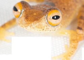 Madagaskar: Neue Baumfroscharten stoßen »Star Trek«-Geräusche zur Brautwerbung aus