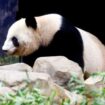 Not so cute: Investigation uncovers troubling side of ‘aggressive’ panda breeding programs