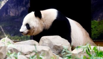 Not so cute: Investigation uncovers troubling side of ‘aggressive’ panda breeding programs