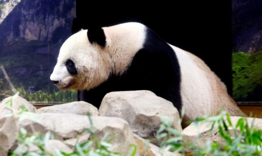 Not so cute: Investigation uncovers troubling side of ‘aggressive’ panda breeding programs