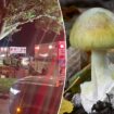 Pennsylvania family sickened after eating toxic mushrooms expected to recover