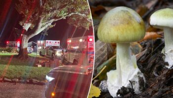 Pennsylvania family sickened after eating toxic mushrooms expected to recover