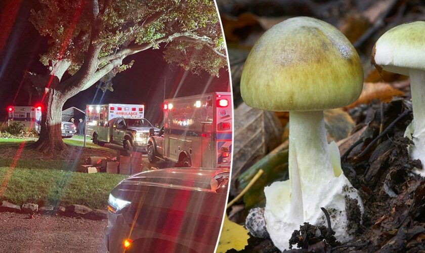 Pennsylvania family sickened after eating toxic mushrooms expected to recover