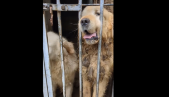 En Bretagne, des dizaines de chiens sauvés d’un élevage clandestin après avoir été maltraités