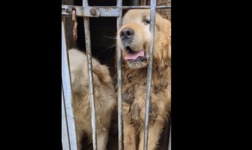 En Bretagne, des dizaines de chiens sauvés d’un élevage clandestin après avoir été maltraités