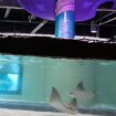 Animal care experts with The Florida Aquarium successfully relocate its seven male cownose stingrays, Monday, Oct. 14, 2024, from Tropicana Field back to the Aquarium in downtown Tampa. (Florida Aquarium via AP)