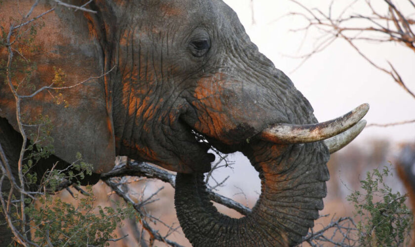 Les rides d’éléphant, ça trompe énormément