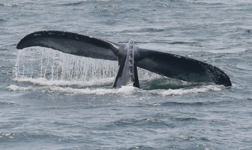 Une baleine à bosse aperçue dans la Seine, la préfecture appelle à la prudence