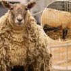 Ewe dubbed 'Britain's loneliest sheep' struggles to bond with other farm animals following two years alone in the wilderness, reveals farmer