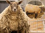 Ewe dubbed 'Britain's loneliest sheep' struggles to bond with other farm animals following two years alone in the wilderness, reveals farmer