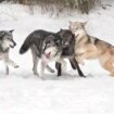 Pack of howling wolves spotted right outside man's window - sparking surprising two-word reaction