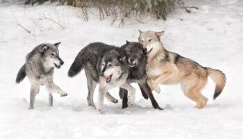 Pack of howling wolves spotted right outside man's window - sparking surprising two-word reaction