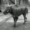 The 1935 clip is more than 12 months later than the previously last confirmed footage of a thylacine, from 1933.