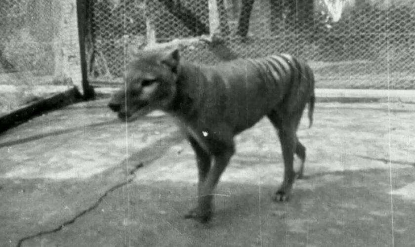 The 1935 clip is more than 12 months later than the previously last confirmed footage of a thylacine, from 1933.