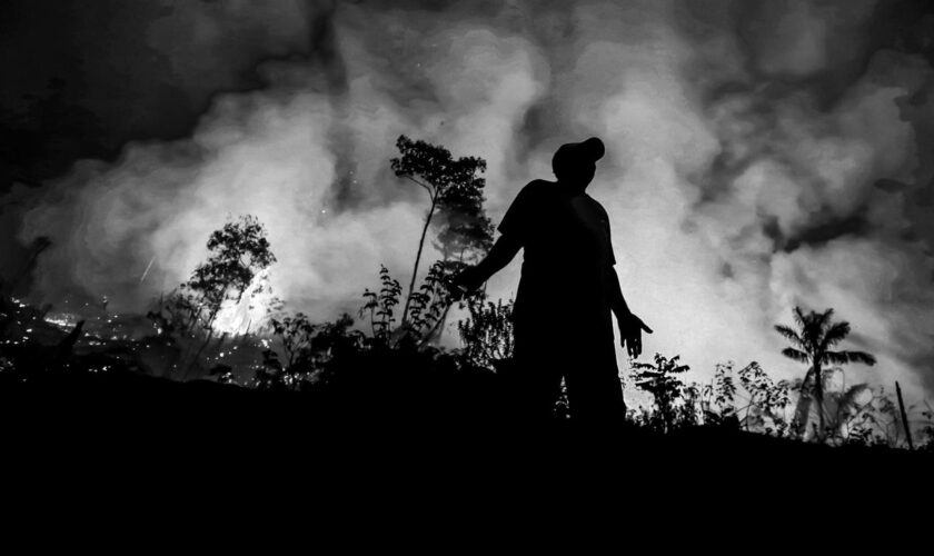 Waldbrände im Amazonas: "Wenn der Wald stirbt, dann fliehen auch die Seelen aus diesem Wald"