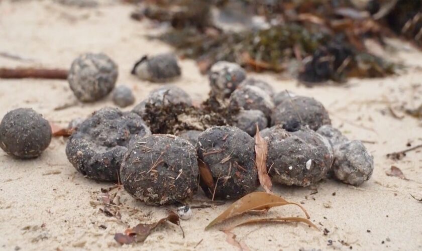 Am Strand angeschwemmt: Rätsel um mysteriöse schwarze Kugeln an Sydneys Küste teilweise gelöst