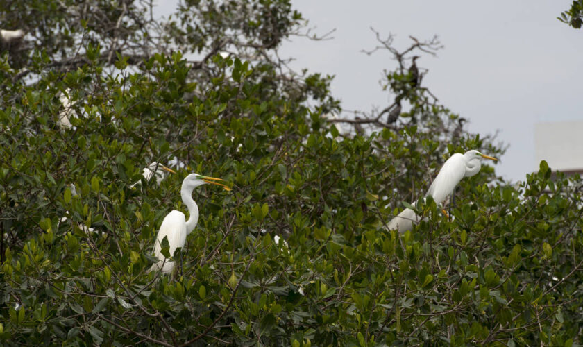 Pour la COP 16 biodiversité, des animaux interprètent l’hymne national colombien