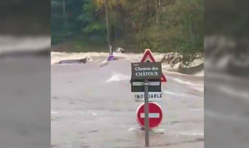 Inondations et crues : ces vaches emportées par les eaux illustre un épisode cévenol « absolument massif »