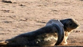 Seal heartbreakingly trapped inside old toilet seat is 'most unusual case' of littering horrors