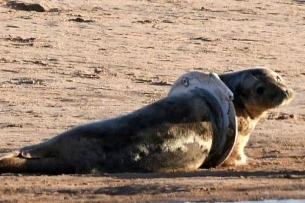 Seal heartbreakingly trapped inside old toilet seat is 'most unusual case' of littering horrors