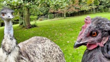 Chicken takes on tough new role for adorable emu abandoned by its parents