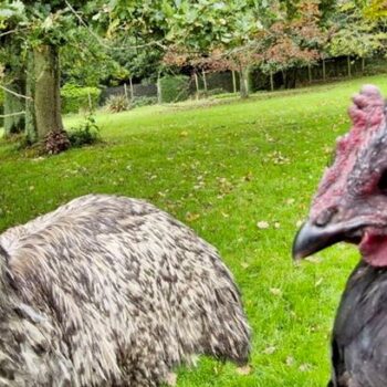 Chicken takes on tough new role for adorable emu abandoned by its parents