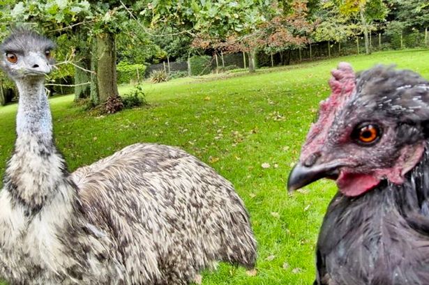 Chicken takes on tough new role for adorable emu abandoned by its parents