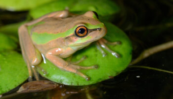 Avant la COP16, la Colombie remplace son hymne par des chants de grenouilles et d’oiseaux