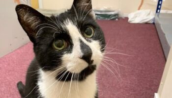 Campaigners save 'much-loved' elderly cat who called ambulance station home from eviction