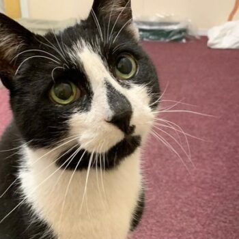 Campaigners save 'much-loved' elderly cat who called ambulance station home from eviction