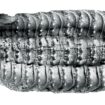 Bring mir den Kopf der Arthropleura