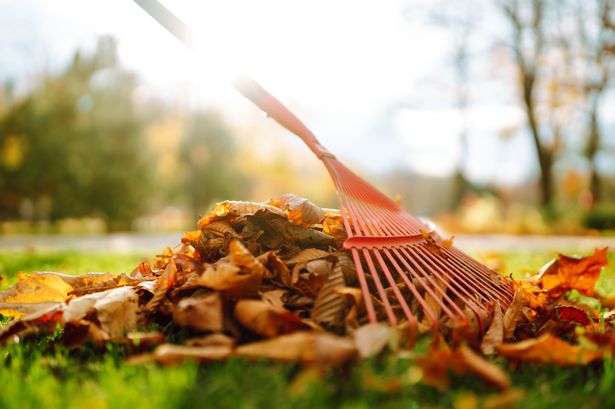 9 common gardening myths that could destroy your lawn - what to avoid this autumn