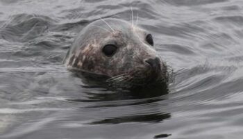 Rügen: Ungewöhnlich viele tote Kegelrobben an Ostküste entdeckt