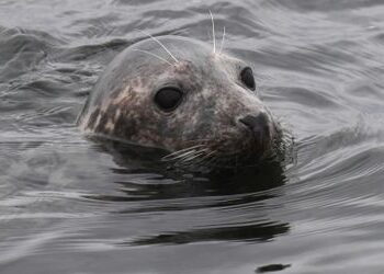 Rügen: Ungewöhnlich viele tote Kegelrobben an Ostküste entdeckt