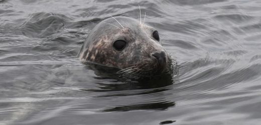 Rügen: Ungewöhnlich viele tote Kegelrobben an Ostküste entdeckt