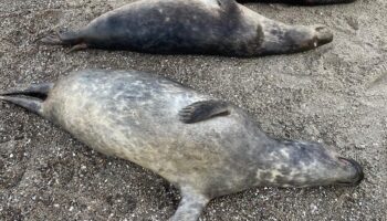 Tierschutz: Mehr als 20 tote Kegelrobben auf Rügen angeschwemmt