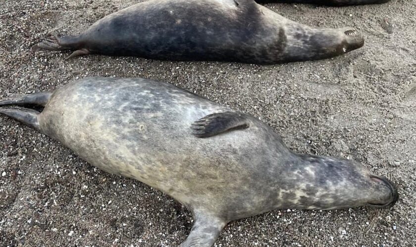 Tierschutz: Mehr als 20 tote Kegelrobben auf Rügen angeschwemmt