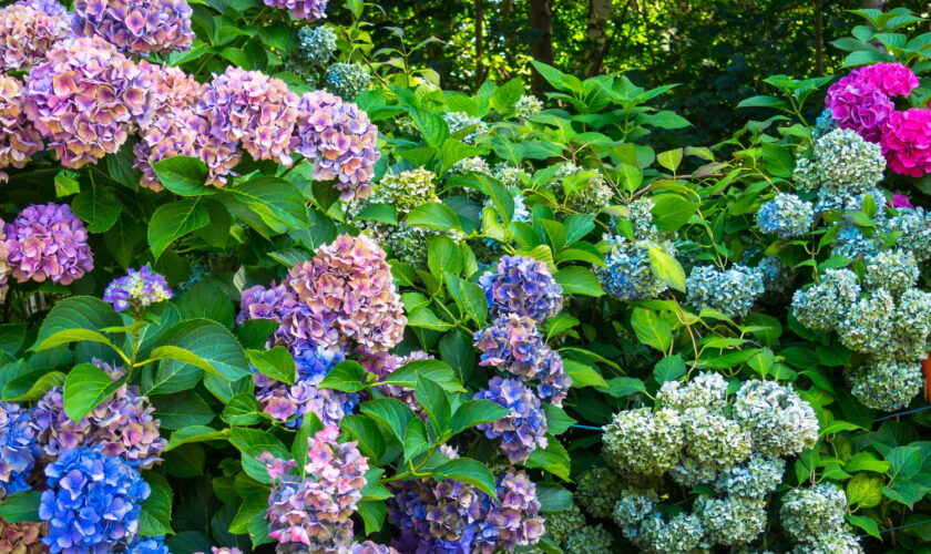 Des hortensias plus gros qu'avant - voici les trois gestes simples à faire en automne