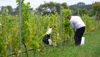 La Suède est-elle le prochain Eldorado du vin ?