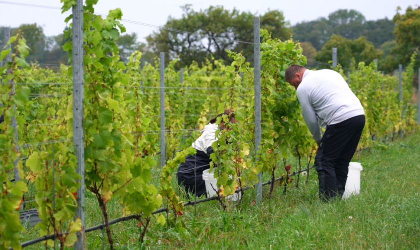 La Suède est-elle le prochain Eldorado du vin ?