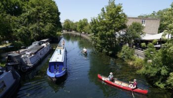 ‘Dozens’ of swans found dead in London canal with Defra investigation launched