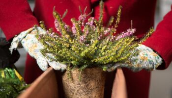 Balkon bepflanzen, aber richtig: Eine Winterheide wird in einen Blumenkasten gesetzt