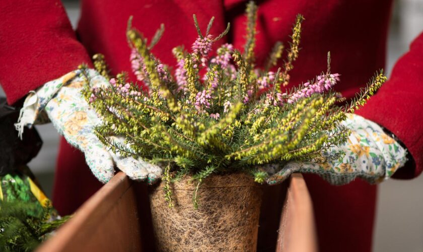 Balkon bepflanzen, aber richtig: Eine Winterheide wird in einen Blumenkasten gesetzt