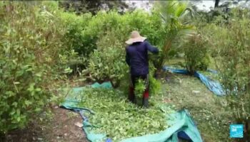 Record historique de la production de cocaïne en Colombie