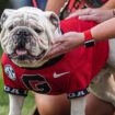 Georgia's famed mascot staying home for team's game vs Texas: 'Crazy as hell'