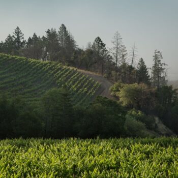 10 wine caves around California that offer unique tours for visitors